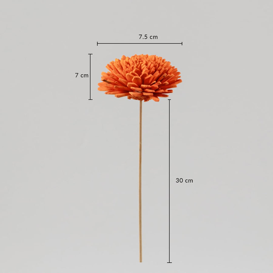 Orange dried flower stem with 30 cm height and 7.5 cm width displayed on white background with size dimensions.