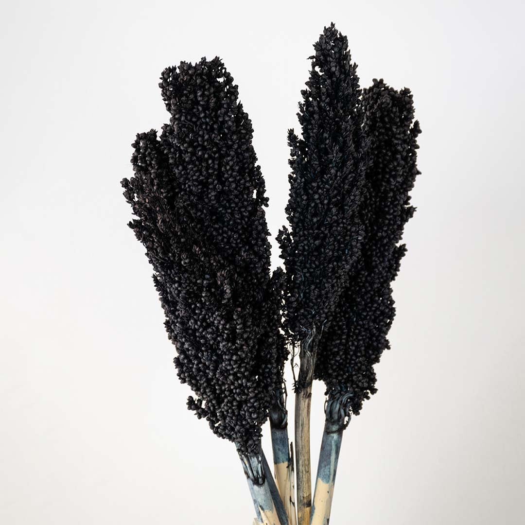 Closeup of black preserved millet stems with natural texture dried bunch floral decor against white background.
