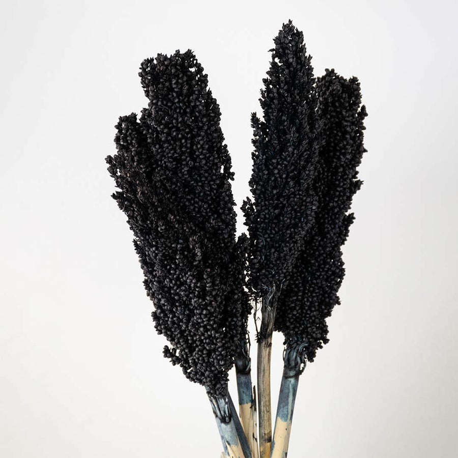 Closeup of black preserved millet stems with natural texture dried bunch floral decor against white background.