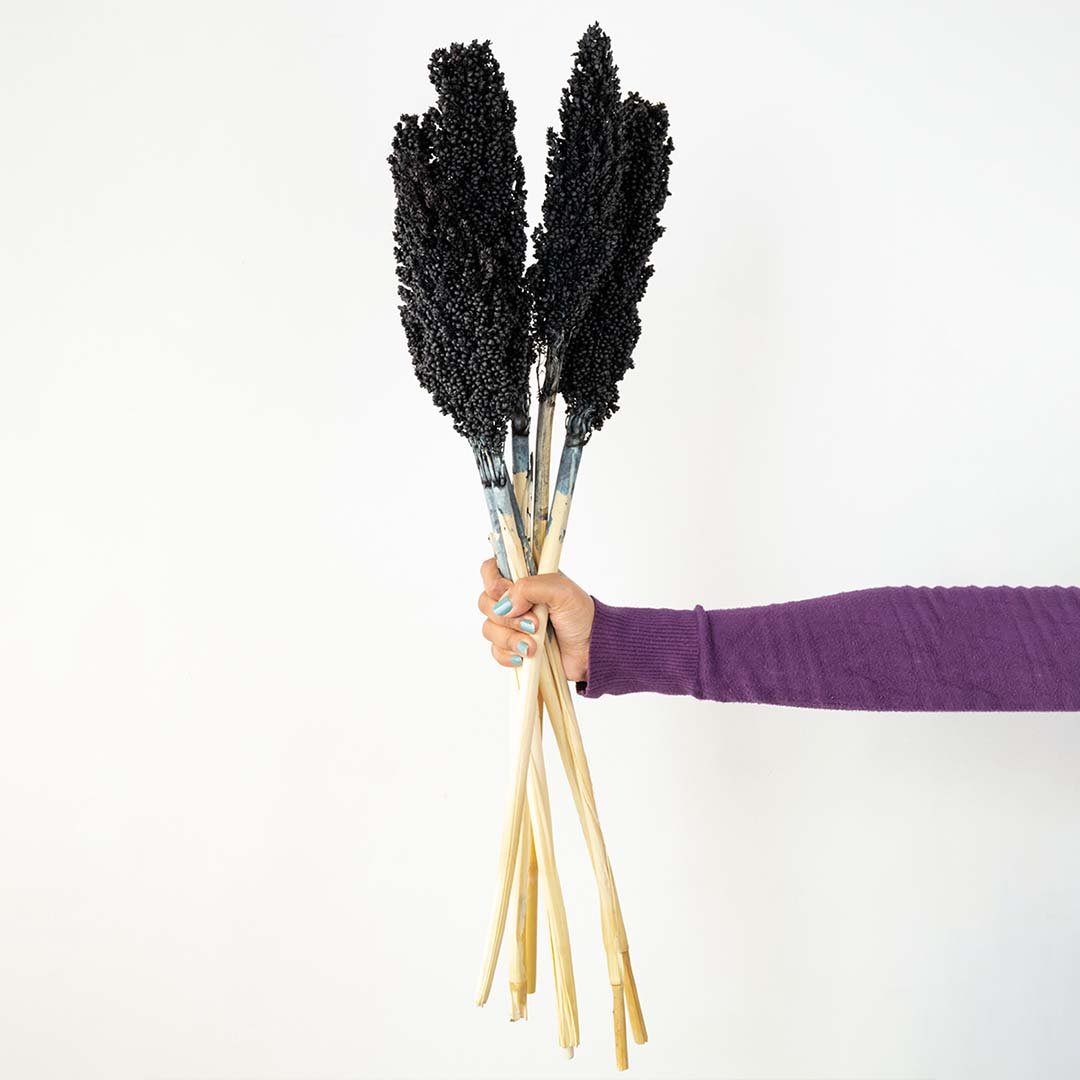 Hand holding a bundle of sleek black dyed mini pampas grass stems for modern minimalist gothic vase decor on white backdrop.