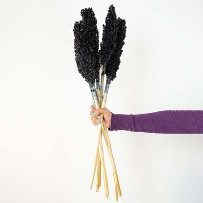 Hand holding a bundle of sleek black dyed mini pampas grass stems for modern minimalist gothic vase decor on white backdrop.