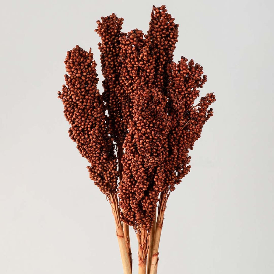Closeup of brown preserved millet stems natural dried bunch elegant home decor floral arrangement.
