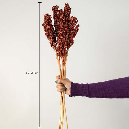 Brown preserved millet stems 60–65 cm long shown in hand with size reference dried bouquet for home decoration.