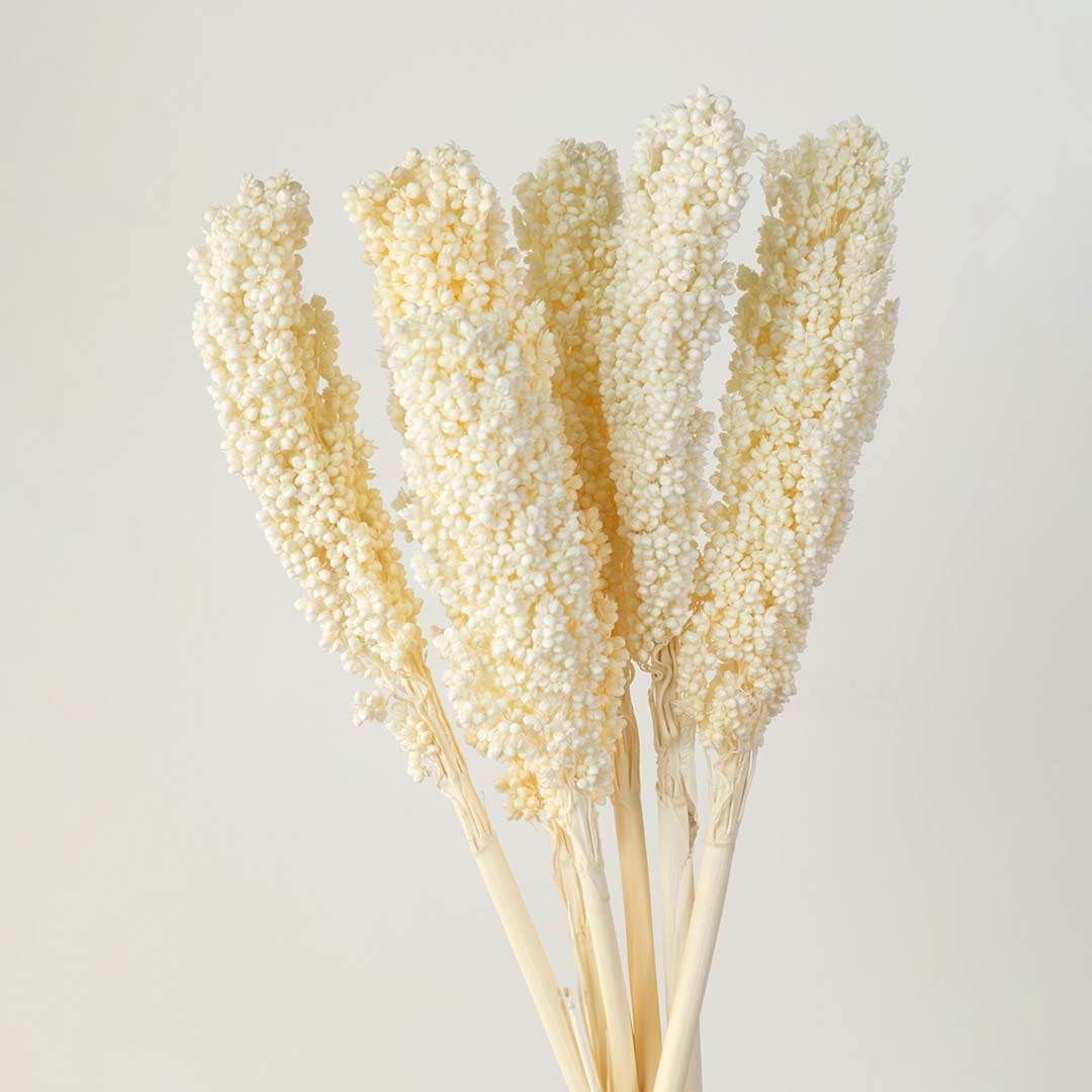 Closeup of white preserved millet stems natural dried bunch elegant floral home decor against clean background.