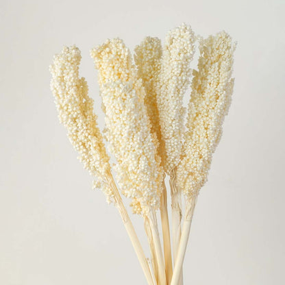Closeup of white preserved millet stems natural dried bunch elegant floral home decor against clean background.