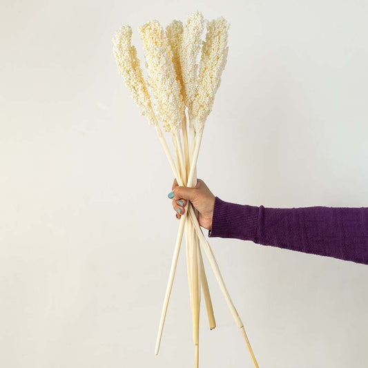 Hand holding a bundle of cream white dried mini pampas grass stems for elegant minimalist bedroom vase decor on white backdrop.