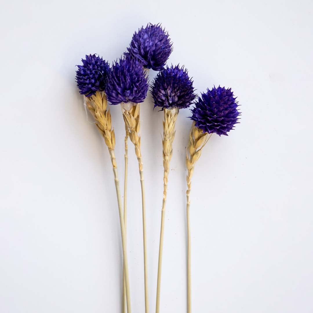 Detailed view of purple dried globe thistle stem with spiky round bloom shown on white background floral decor accent.