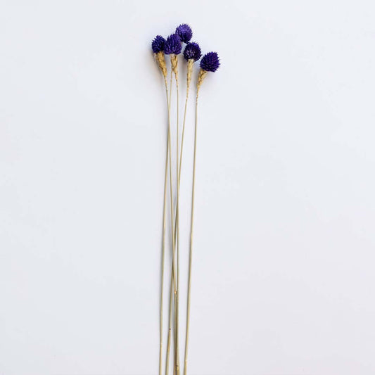 Strawberry Fruit - Blue