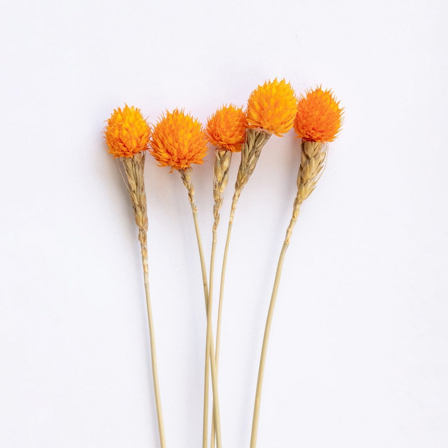 Closeup of an orange dried flower head showing textured petals and natural detail perfect for organic interior decor.