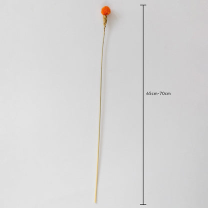 Orange dried flower stem on a white background with 65 to 70cm height shown for natural decorative home use.