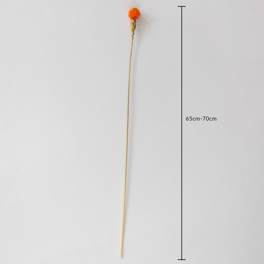 Orange dried flower stem on a white background with 65 to 70cm height shown for natural decorative home use.