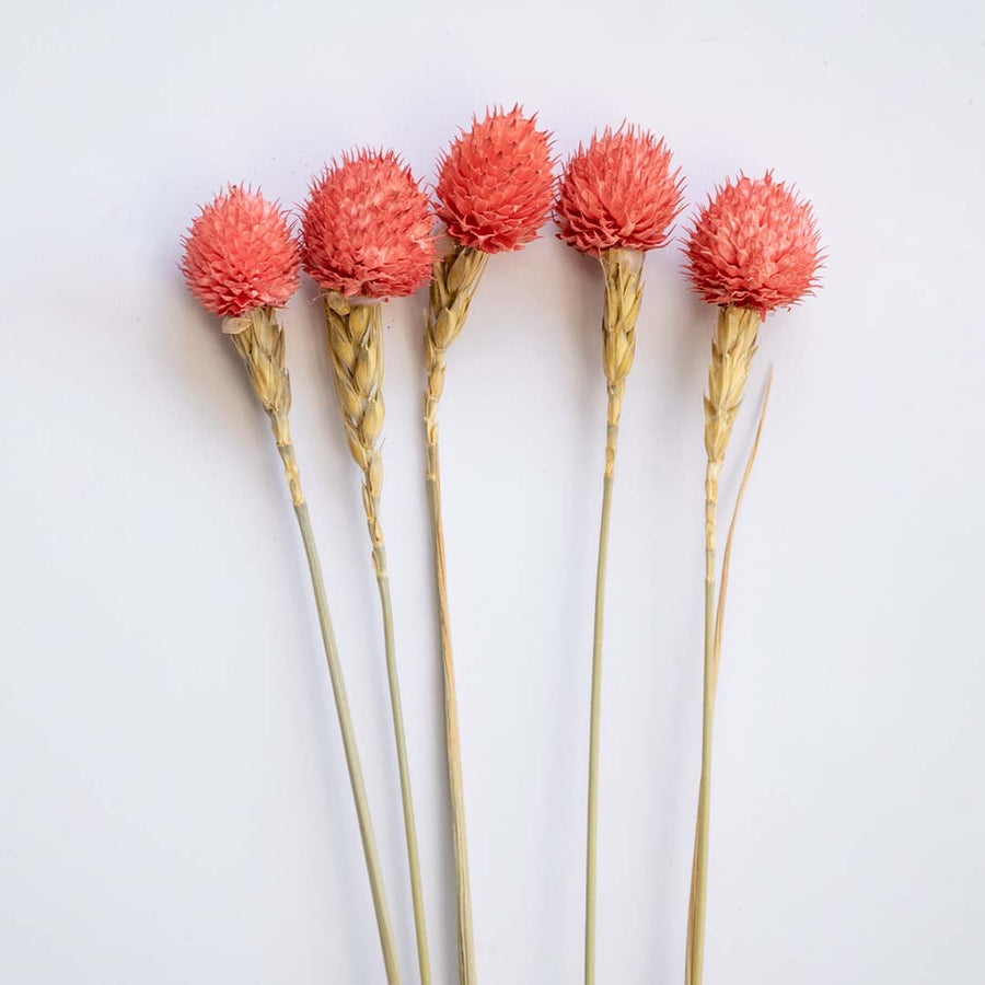 Closeup of a coral dried flower head showing textured natural detail perfect for vibrant organic interior decoration.