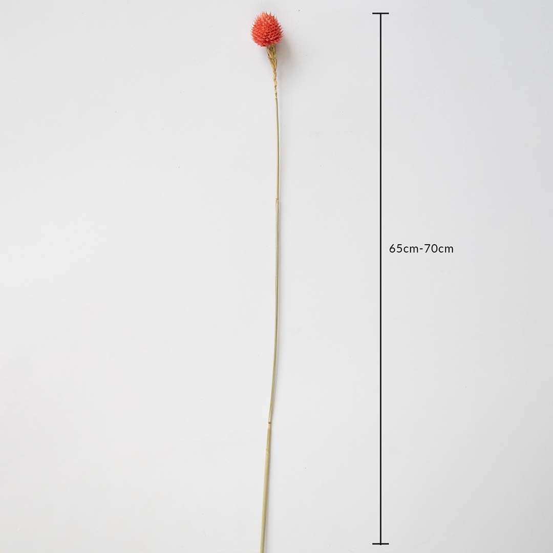 Coral dried flower stem on a white background with 65 to 70cm height shown for natural decorative home use.