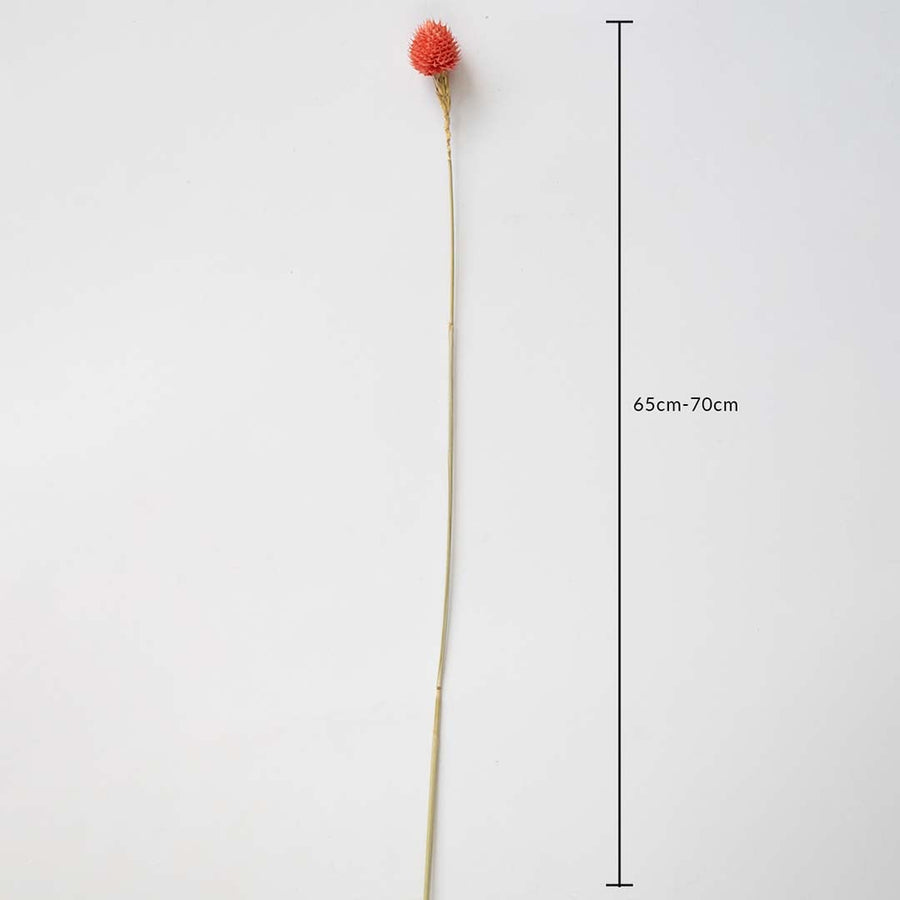 Coral dried flower stem on a white background with 65 to 70cm height shown for natural decorative home use.