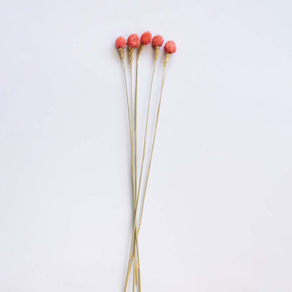 Five peach pink dried craspedia billy buttons stems for minimalist bohemian tabletop vase decoration on white background.