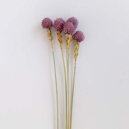Closeup of a purple dried flower head showing textured natural detail perfect for soft organic interior decoration.
