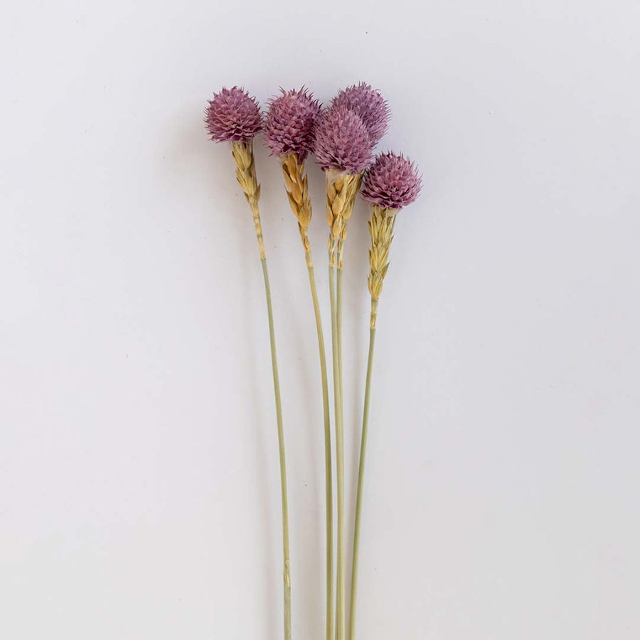 Closeup of a purple dried flower head showing textured natural detail perfect for soft organic interior decoration.