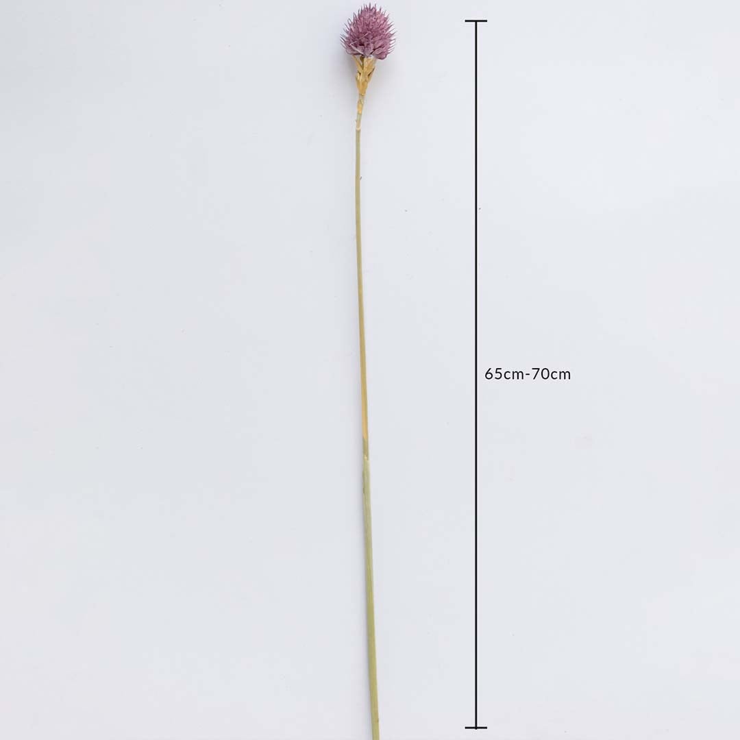 Purple dried flower stem on a white background with 65 to 70cm height shown for natural decorative home use.