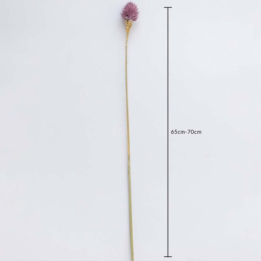 Purple dried flower stem on a white background with 65 to 70cm height shown for natural decorative home use.