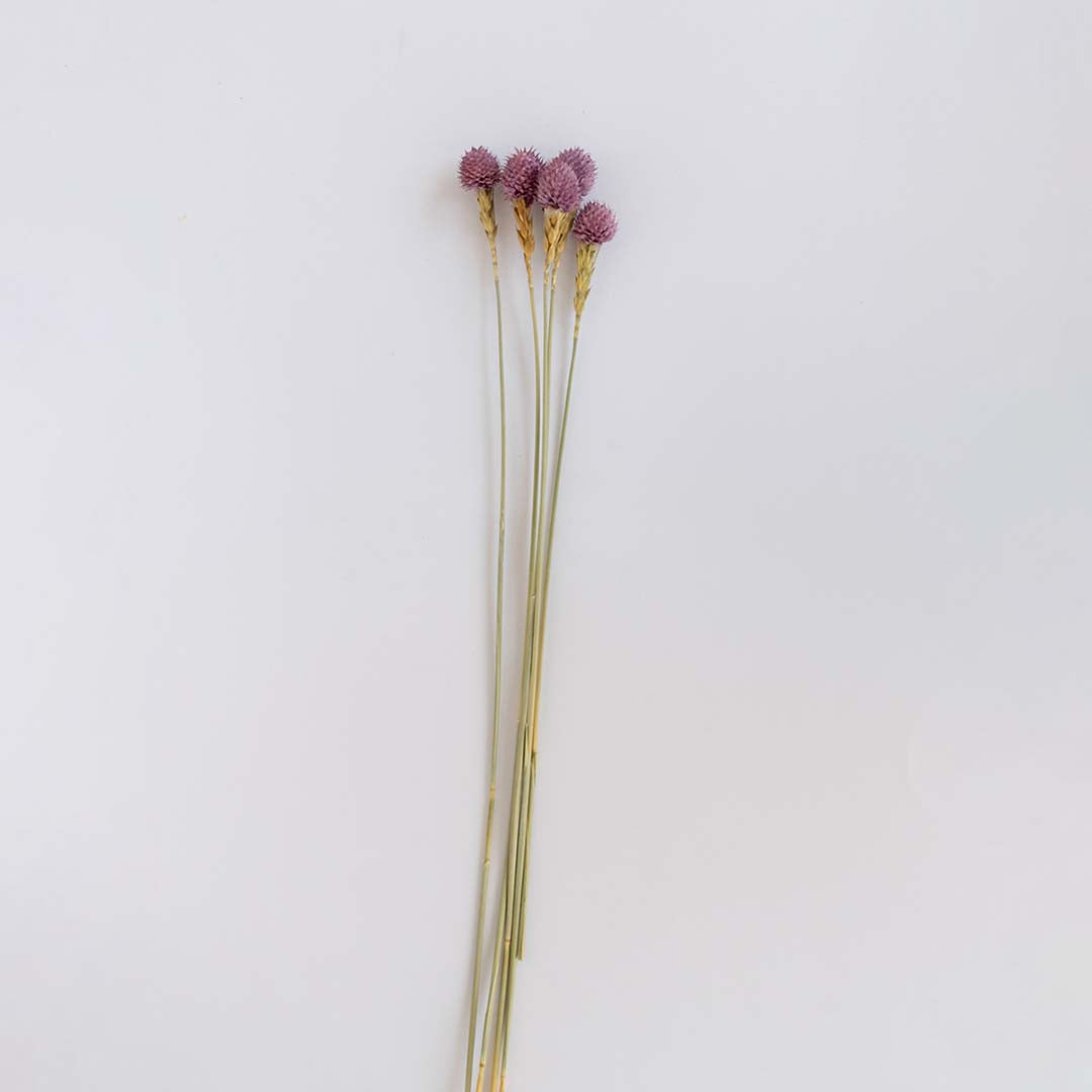 Five elegant purple dried craspedia billy buttons stems for unique luxury bedroom tabletop vase decor on white backdrop.