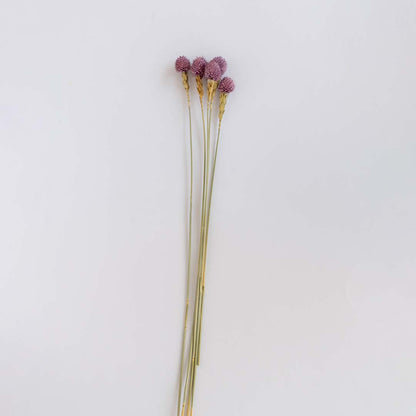 Five elegant purple dried craspedia billy buttons stems for unique luxury bedroom tabletop vase decor on white backdrop.