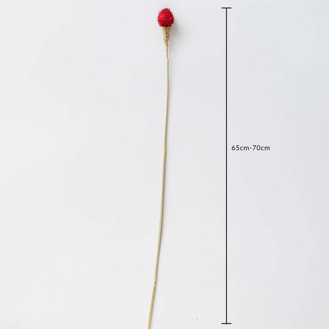 Red dried flower stem on a white background with 65 to 70cm height shown for natural decorative home use.