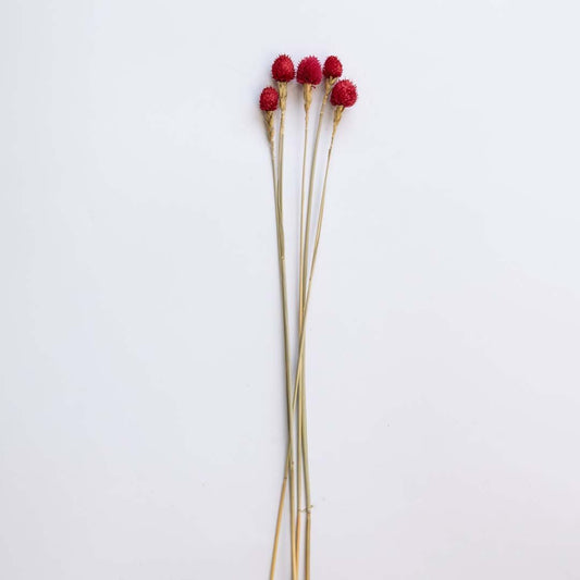 Four vibrant red dried craspedia billy buttons stems for modern festive holiday tabletop vase decor on white background.
