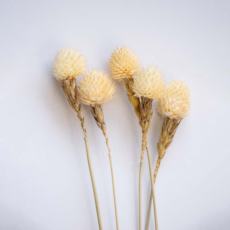 Closeup of a beige dried flower head showing textured natural detail perfect for soft organic interior decoration.