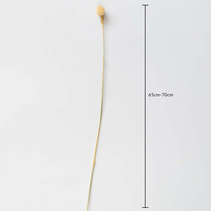 Beige dried flower stem on a white background with 65 to 70cm height shown for natural decorative home use.