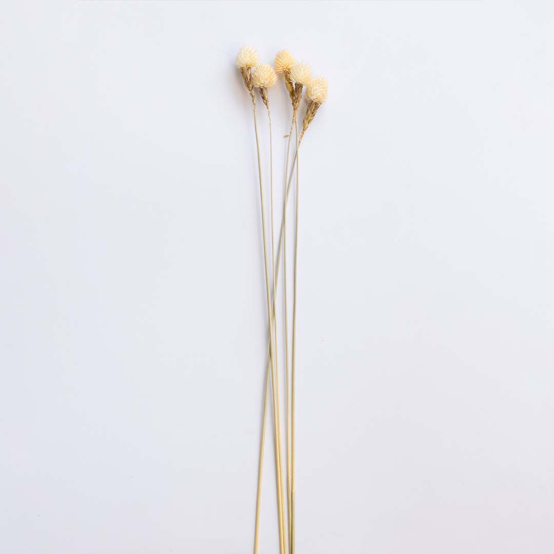 Three cream beige dried craspedia billy buttons stems for elegant modern bedroom tabletop vase decor on white background.