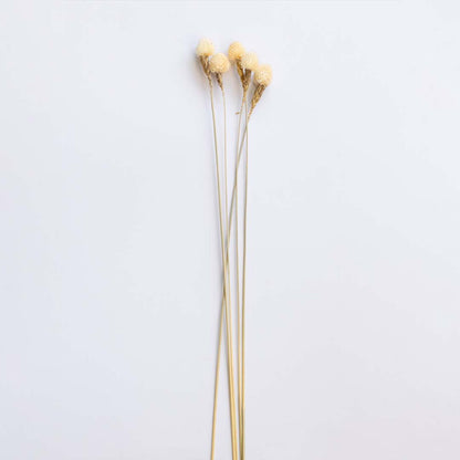 Three cream beige dried craspedia billy buttons stems for elegant modern bedroom tabletop vase decor on white background.