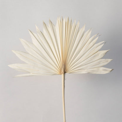 Closeup of ivory dried palm leaves revealing fine ribbed details and elegant texture perfect for neutral decor styling.
