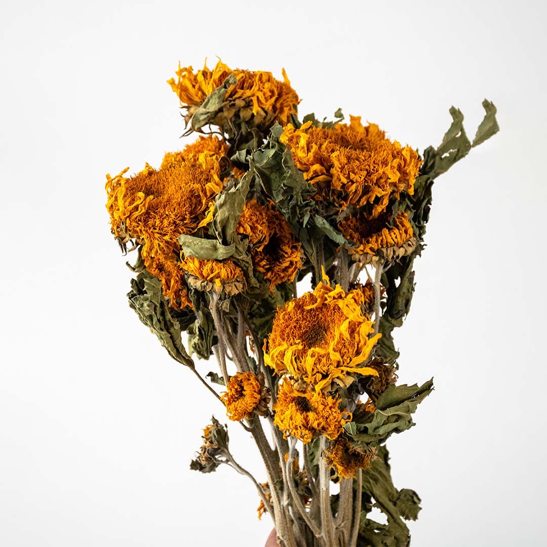 Closeup of orange dried marigold flowers showing textured petals and leafy stems perfect for rustic organic decoration.