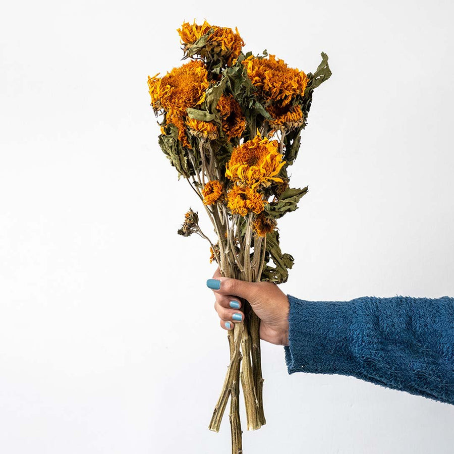 Hand holding orange dried helichrysum strawflower bouquet bundle for cozy autumn home vase decoration on white background.