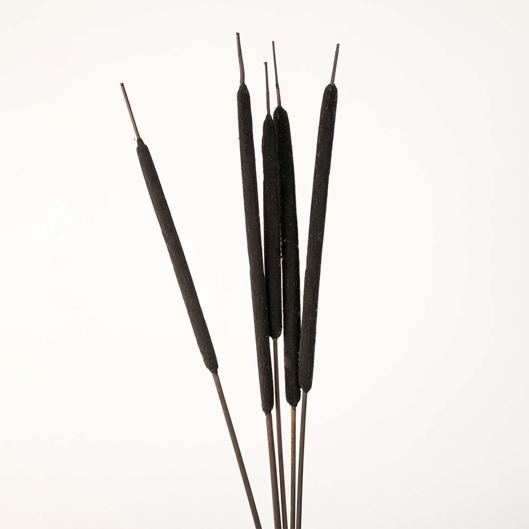 Detailed view of black bulrush stem highlighting smooth texture and natural earthy tone for decorative styling.
