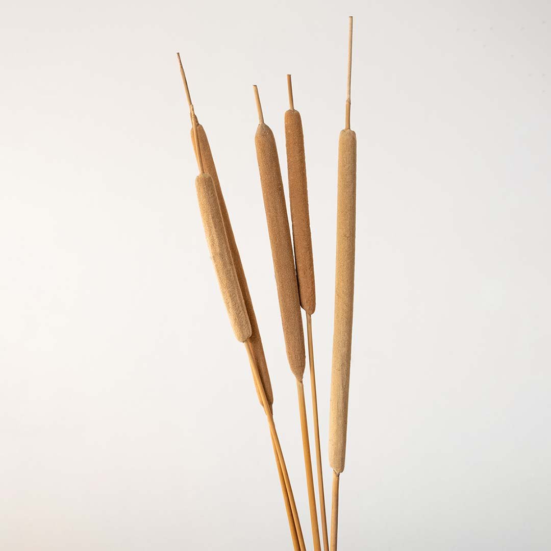 Natural beige dried bulrush cattail stems standing together for a rustic country style farmhouse tabletop vase display.