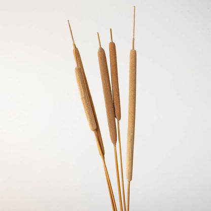 Natural beige dried bulrush cattail stems standing together for a rustic country style farmhouse tabletop vase display.