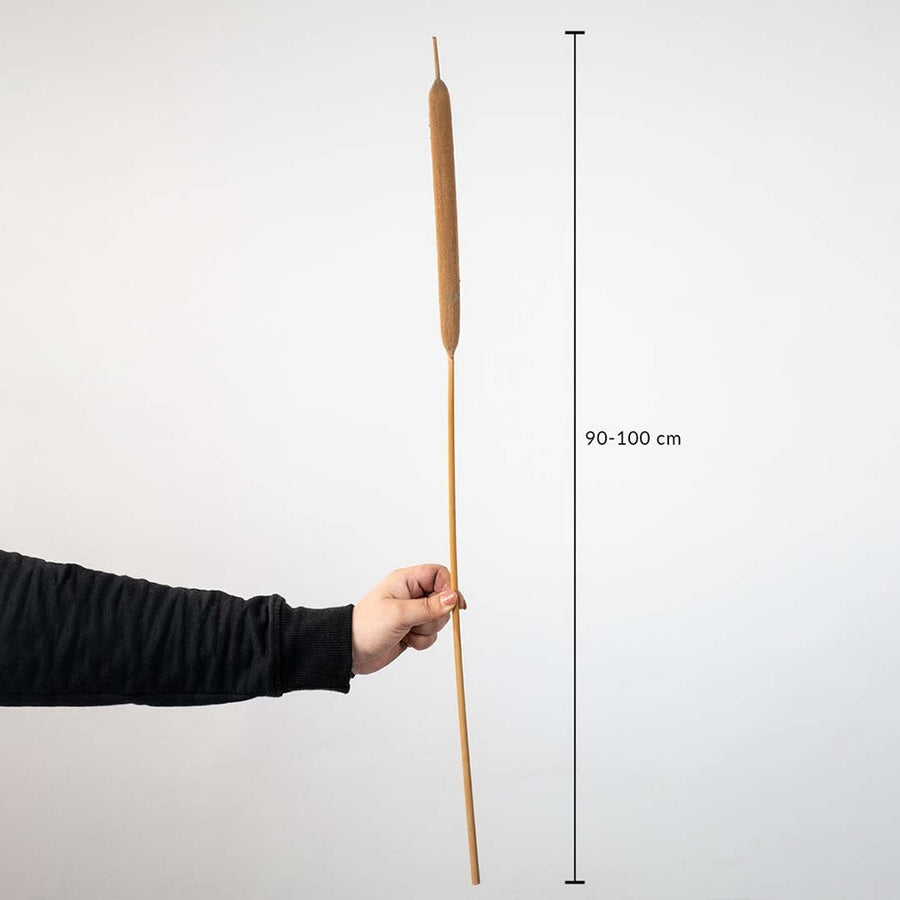 Brown cattail stem shown with size dimensions 90 to 100 cm height for tall vase decoration.