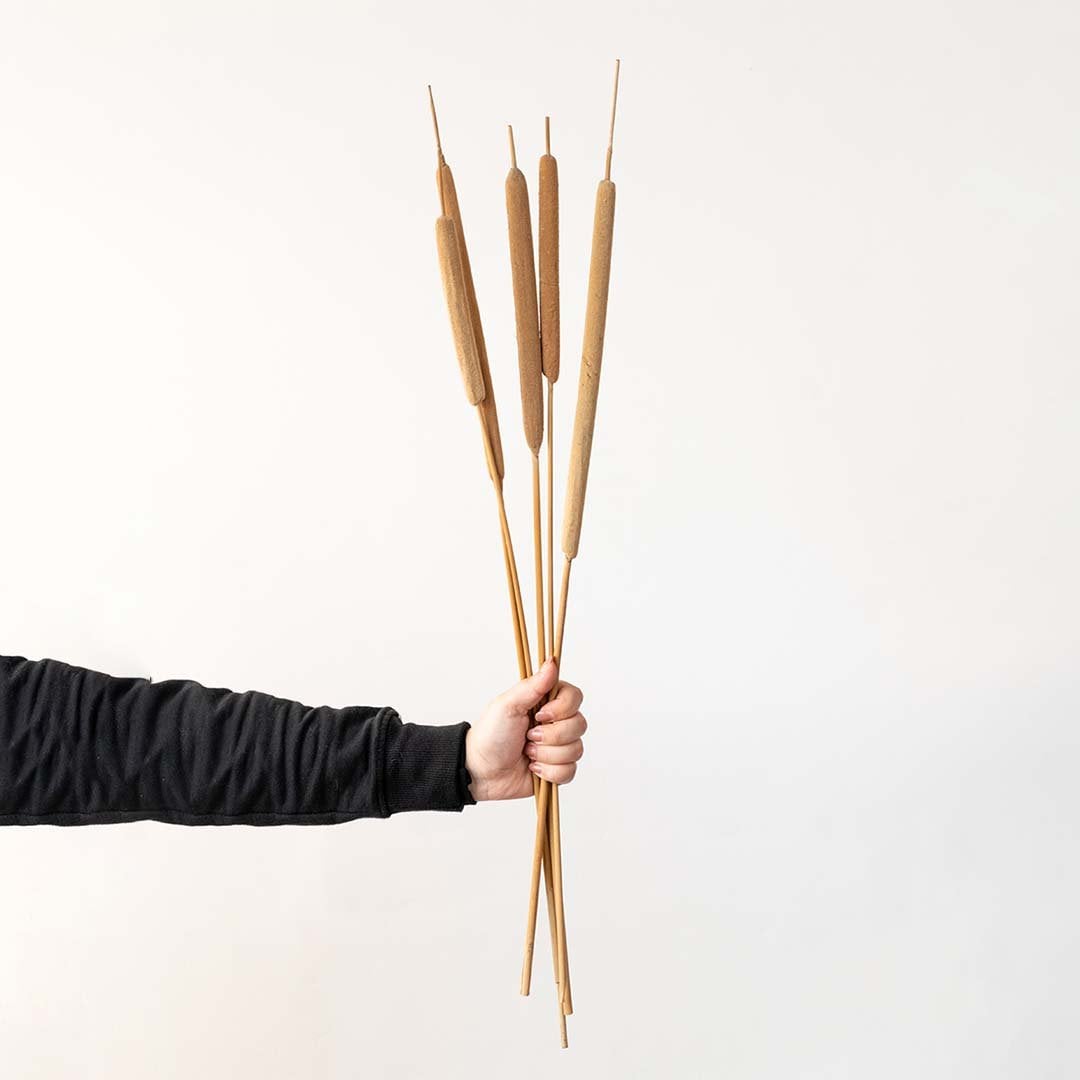 Natural dried reed grass stems in warm beige tone held in hand on white background ideal for minimal vase decor styling.