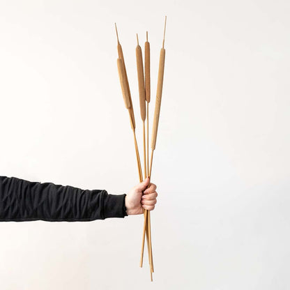 Natural dried reed grass stems in warm beige tone held in hand on white background ideal for minimal vase decor styling.