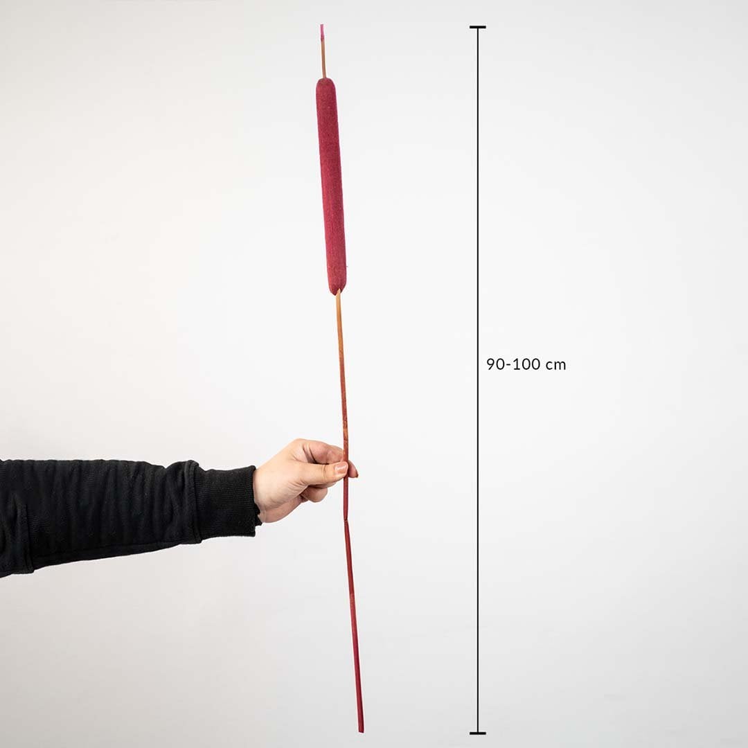 Red cattail dried flower stem measuring 90–100 cm length shown with scale – tall natural pampas style grass decor.