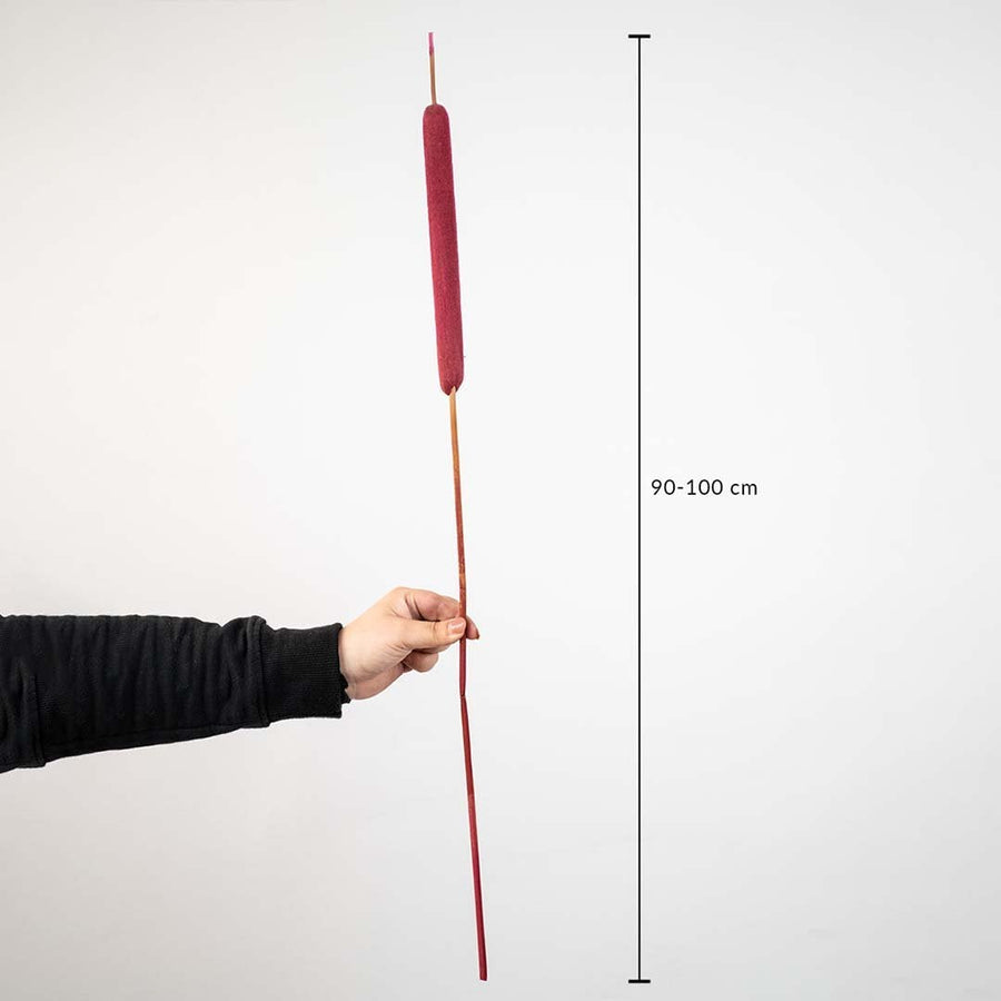 Red cattail dried flower stem measuring 90–100 cm length shown with scale – tall natural pampas style grass decor.