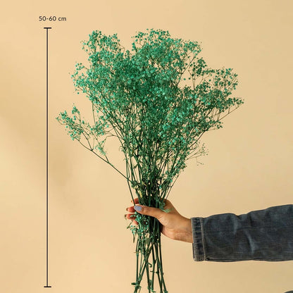 Green dried gypsophila bunch with 50 to 60 cm height shown on white background for home decor dimension reference.
