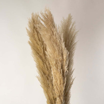 Dried Pampas Grass Beige - Large Closeup
