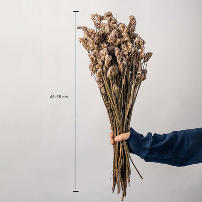 Don't Forget Me - Pink - Dried Flower Dimensions