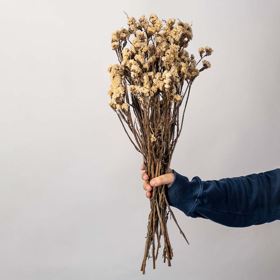 Hand holding natural beige dried star flower bunch for bohemian interior table styling on a white backdrop.