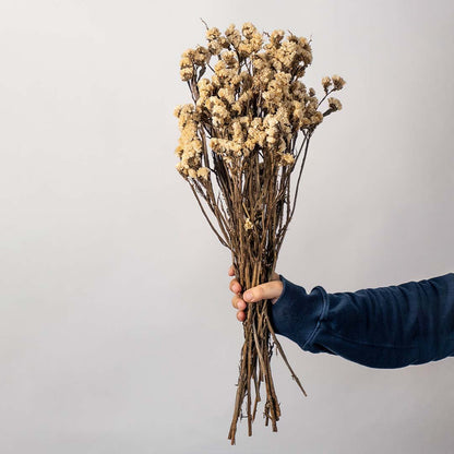 Hand holding natural beige dried star flower bunch for bohemian interior table styling on a white backdrop.