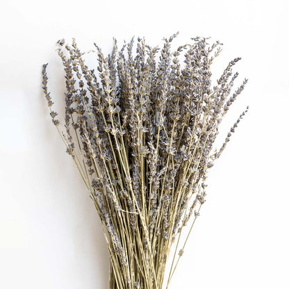Closeup view of a dried lavender stem showing detailed beige and purple texture for natural rustic home decor.