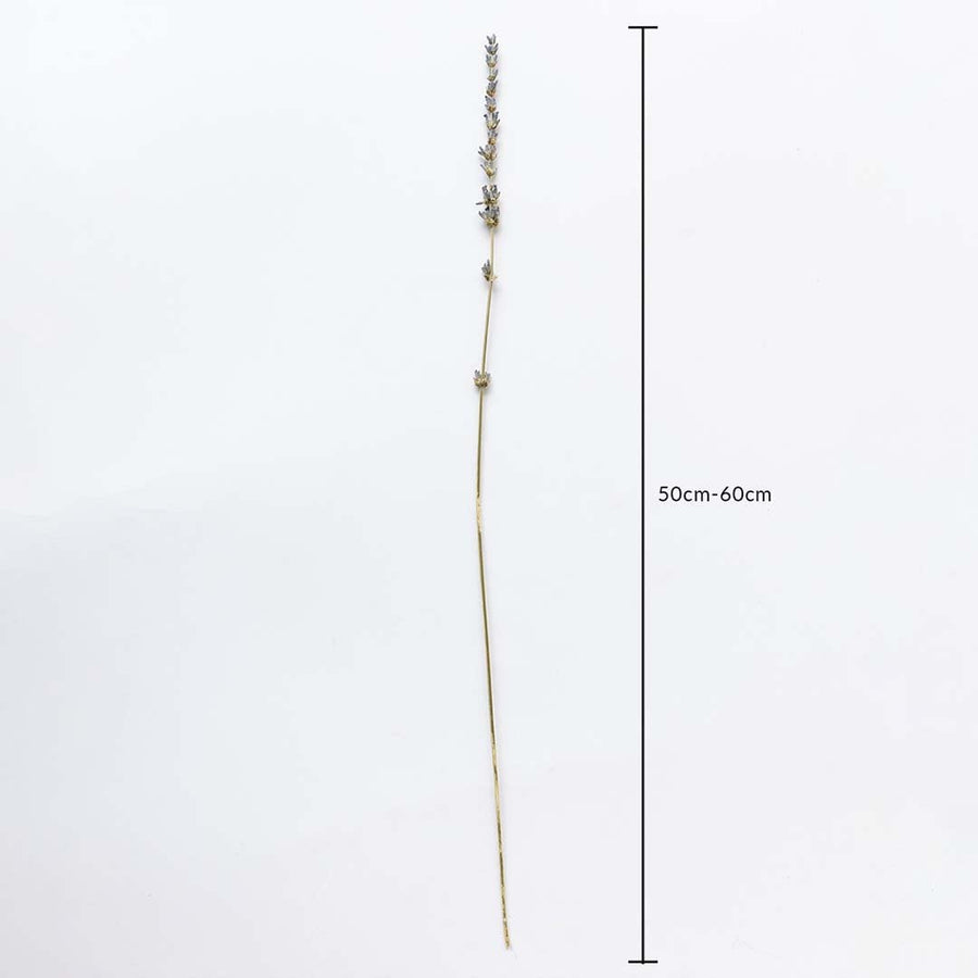 Dried lavender stem in beige and purple shown on a white background with 50cm to 60cm length measurement for decor use.