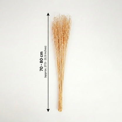 Natural beige dried decorative floral stems bundle showing a seventy to eighty centimeter height graphic chart backdrop.